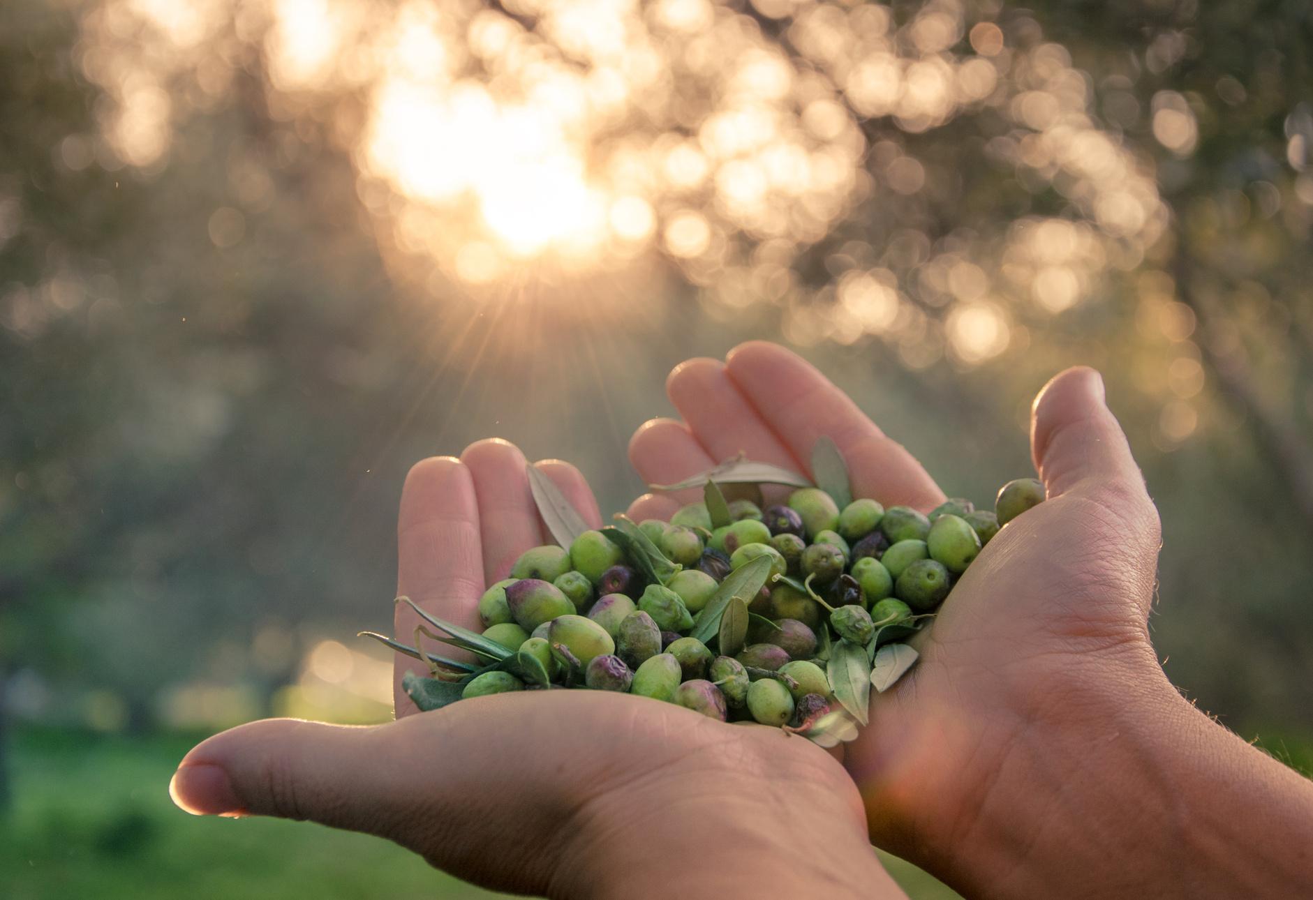 Olive oil is gold for human health and longevity.